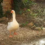 Bed & Breakfast La Spighetta