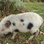 Bed & Breakfast La Spighetta *