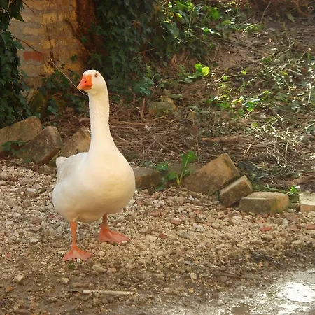 Bed & Breakfast La Spighetta