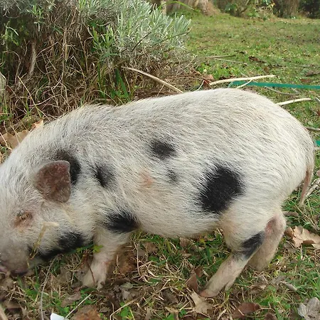 Bed & Breakfast La Spighetta *