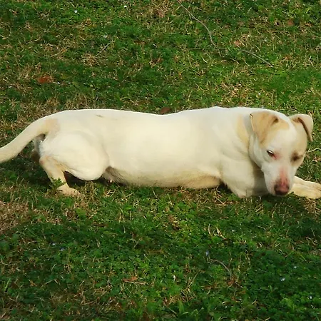 La Spighetta Agugliano