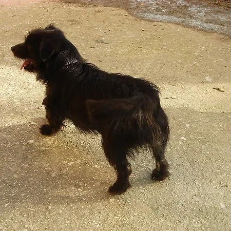 La Spighetta Agugliano